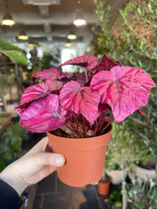 Begonia Rex Begonija Karališkoji margalapė