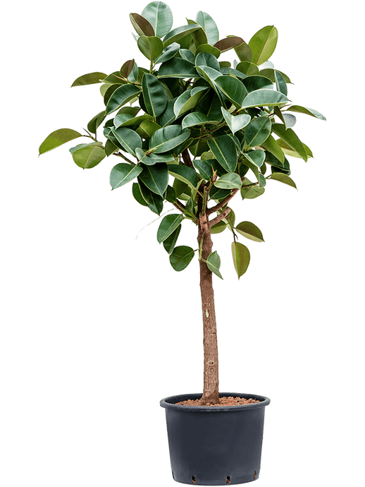 Ficus elastica Robusta 1,8m