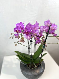 Orchidėja Phalaenopsis  mix 2