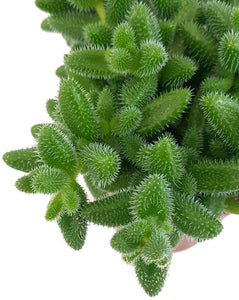 Delosperma Echinatum