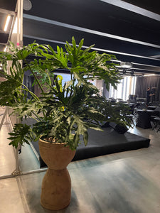 Filodendras Philodendron Seloum Hope 160cm