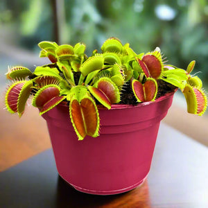 Dionaea muscipula Jautrusis musėkautas