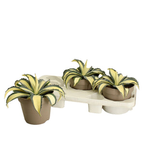 Agava Agave americana Mediopicta Aurea