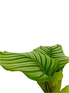 Calathea Orbifolia