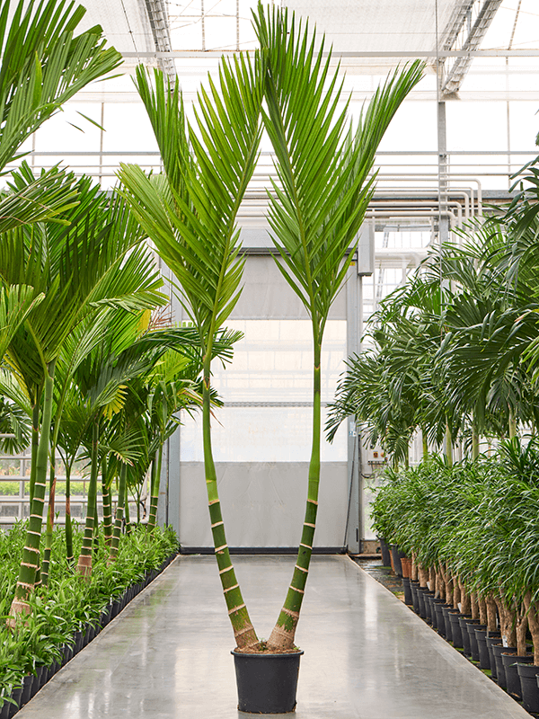 Areca catechu 300cm Double stem