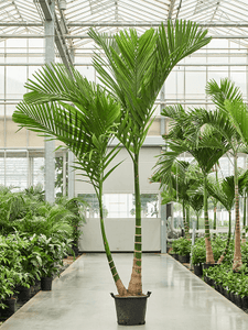 Areca catechu 330cm Dvigubas stiebas