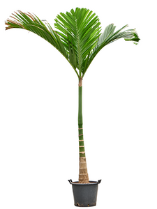 Areca catechu 250cm+