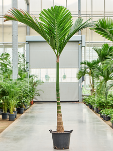 Areca catechu  250cm+