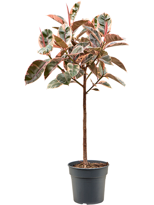 Ficus elastica Belize 1,4m