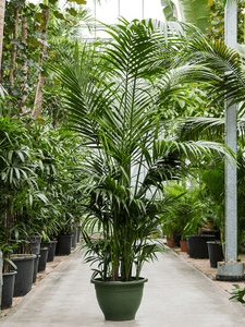 Howea forsteriana aka Kentia Palm 50Ø 260cm 9-12 stiebų