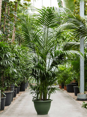 Howea forsteriana aka Kentia Palm 50Ø 260cm 9-12 stiebų