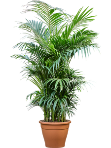 Howea forsteriana aka Kentia Palm 32Ø 250cm 12pp