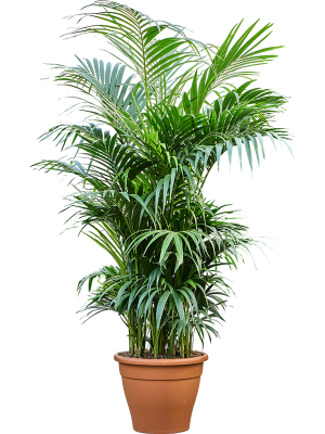 Howea forsteriana aka Kentia Palm 32Ø 250cm 12pp