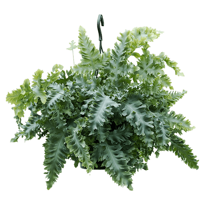 The gift of Phlebodium aureum