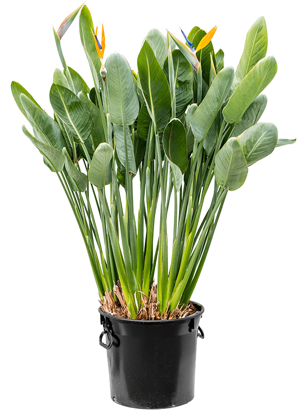Strelitzia Reginae 130-150cm – Gipsygarden