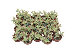 Storalapis Crassula Perforata Hoshiotome