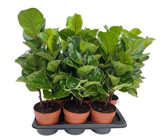 Ficus Lyrata 65cm 3 pcs.