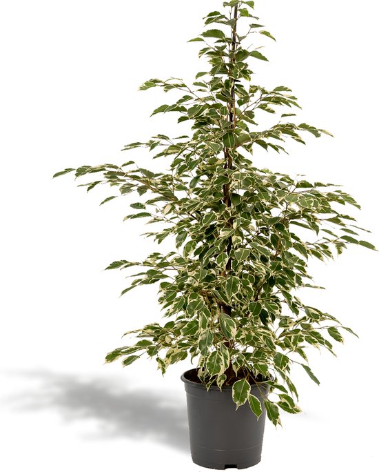 Ficus Twilight 33Ø 180cm