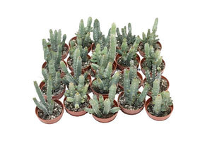 Euphorbia debilispina