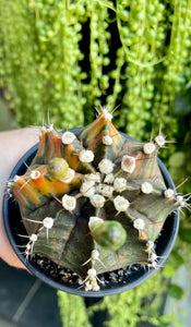 Gymnocalycium variegata