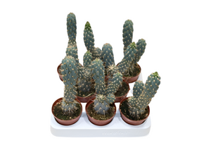 Cylindropuntia Miquelli