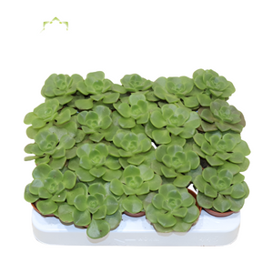 Ramdis Aeonium Lily Pad