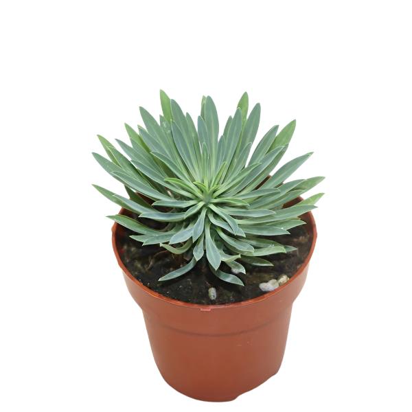 Euphorbia Sotetsu  Kirin