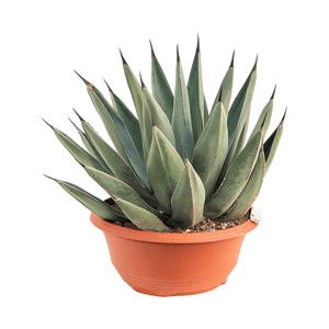 Agave Agave Nigra