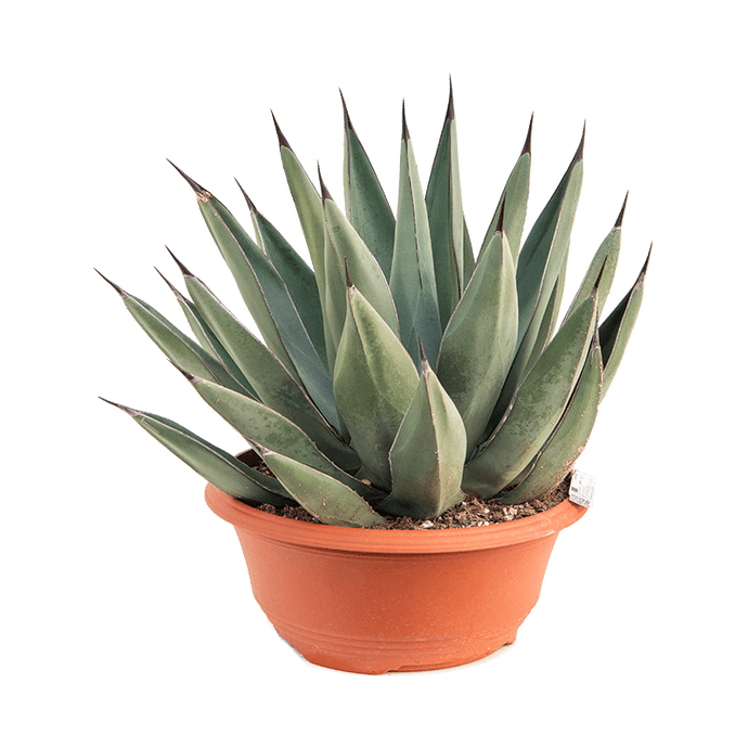 Agave Agave Nigra