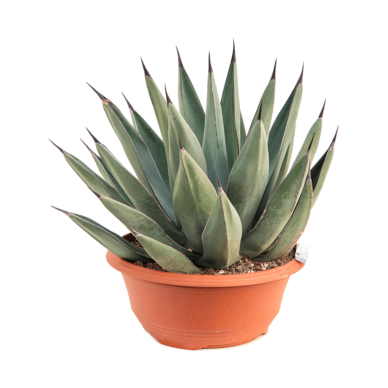 Agave Agave Nigra – Gipsygarden