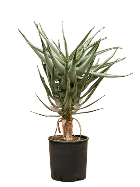 Aloe dichotoma | アロエ・ディコトマ dichotoma) (Aloe - dichotoma