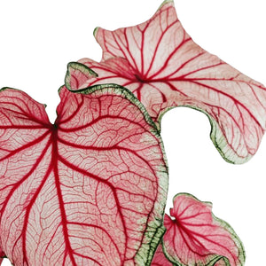 Caladium Florida sweetheart