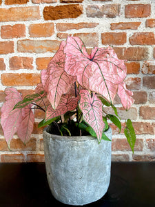Caladium Spring Fling