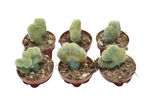 Weberbauerocereus Johnstonii Cristata