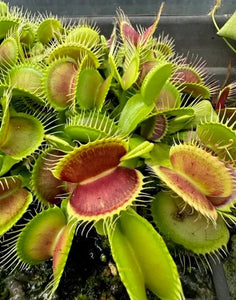 Dionaea muscipula Jautrusis musėkautas