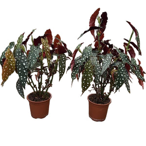 Begonia maculata Polka dot