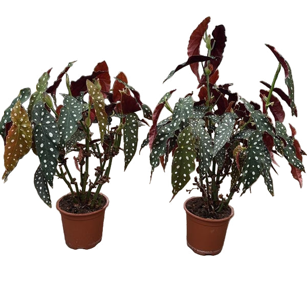 Begonia maculata Polka dot