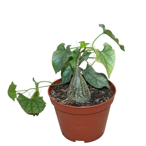 Gerraldanthus Macrorrhizus