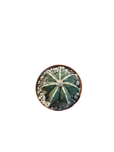 Astrophytum Nudum White Ribs