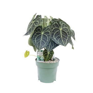 Anthurium clarinervium  17cm 70cm