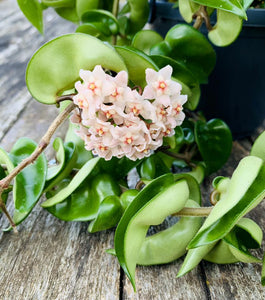 Hoya carnosa compacta