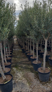 Olea europaea 38Ø 200cm