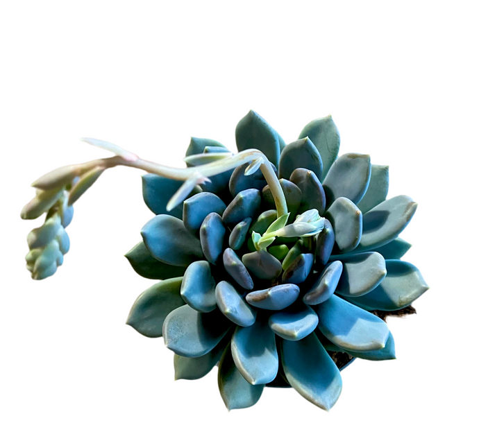 Pavhyphytum draco moonstones succulent