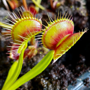 Dionaea muscipula Jautrusis musėkautas