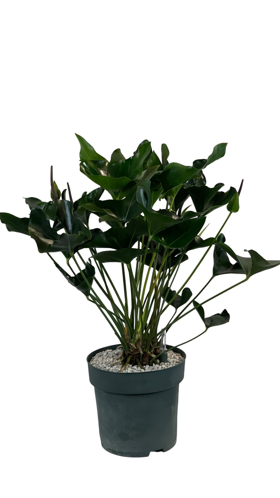 arrow anthurium Anthurium Arrow Anthurium – Gipsygarden