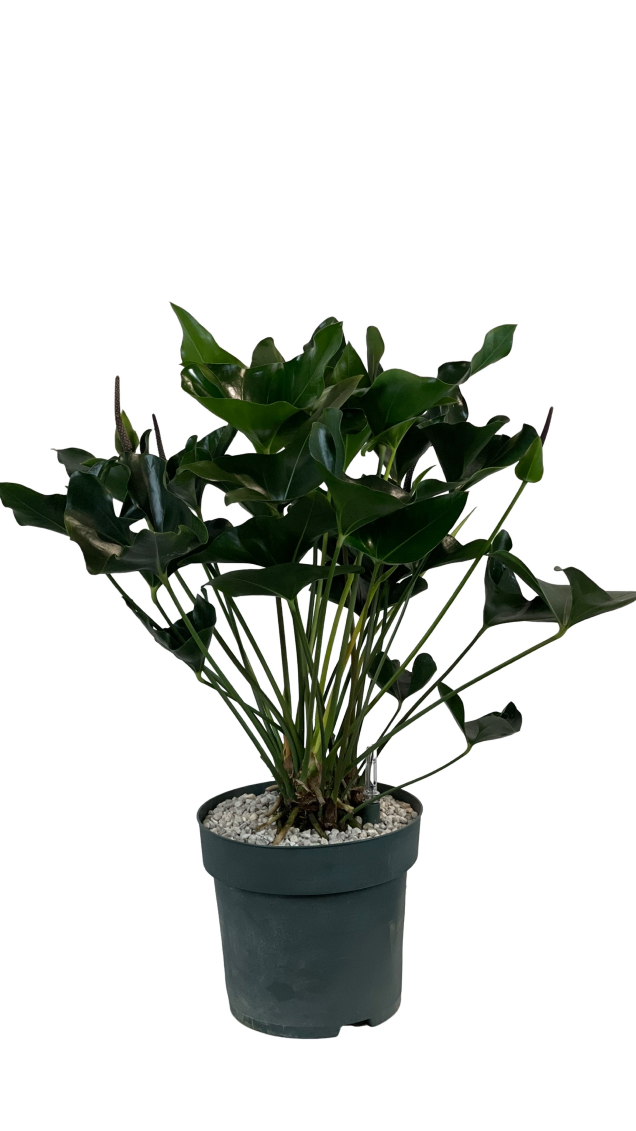 Anthurium Arrow Anthurium – Gipsygarden