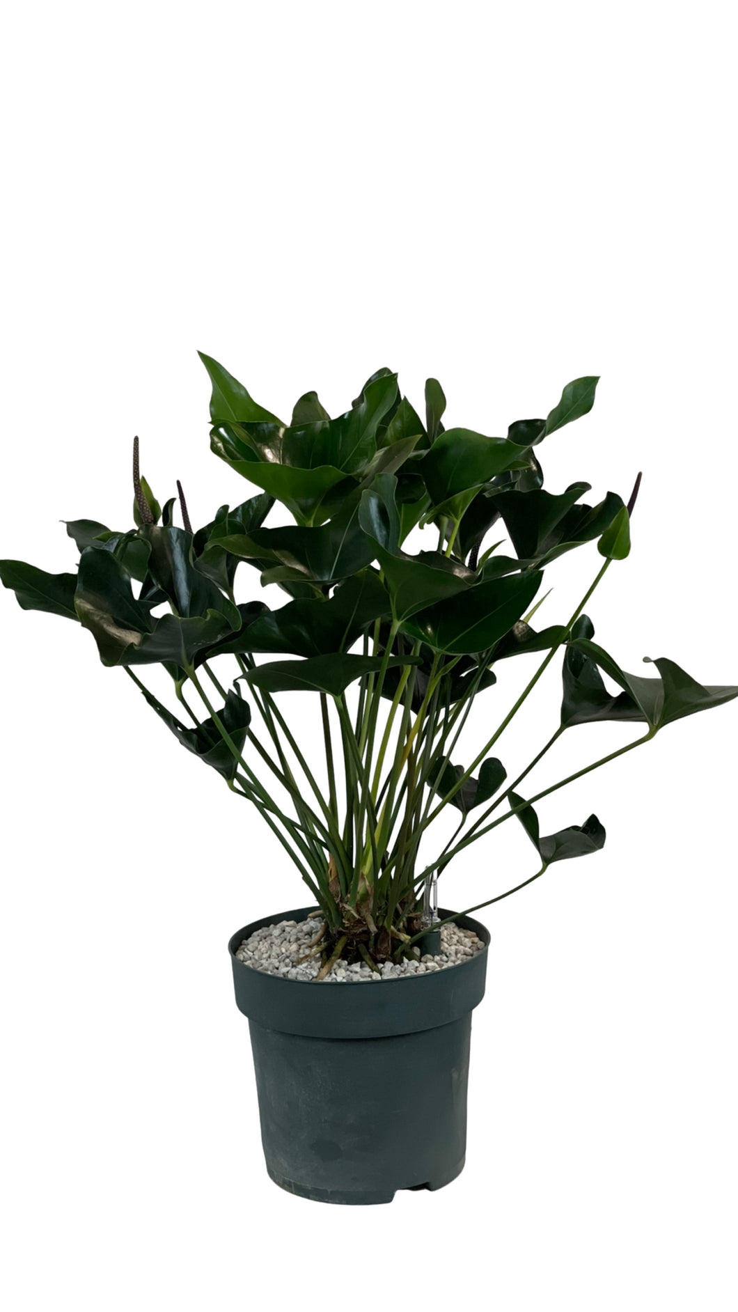 Anthurium Arrow Antūris