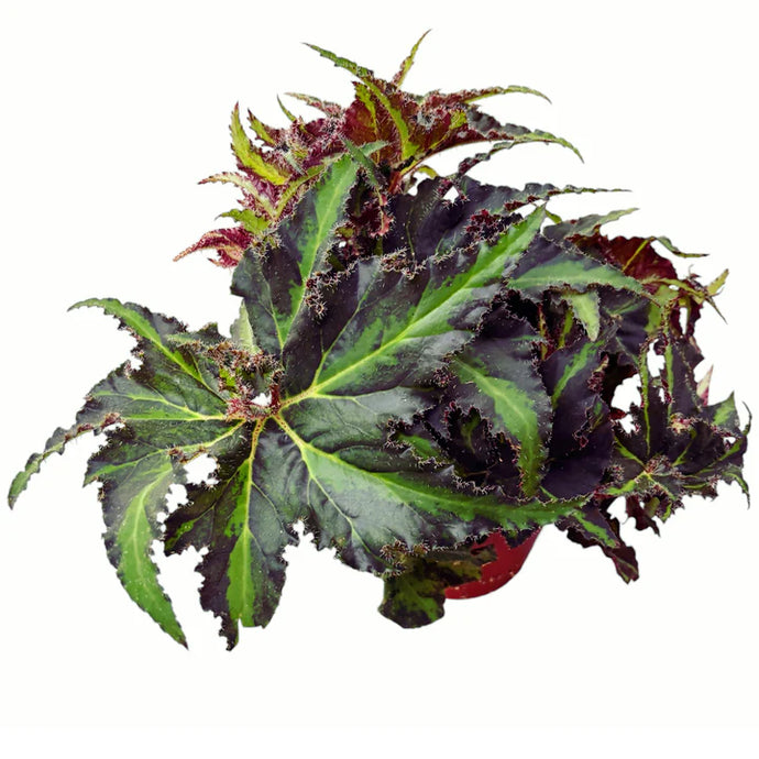begonia lions dance