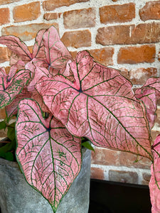 Caladium Spring Fling