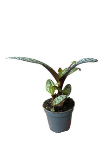 Ledebouria socialis